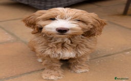 Goldendoodle dogs for sale: Multigenerational Puppies Licensed and Tested - Image 22