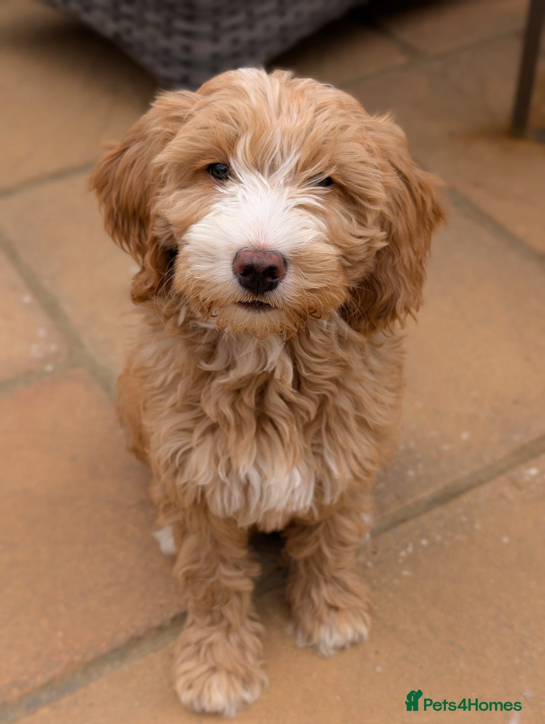 Goldendoodle dogs for sale: Multigenerational Puppies Licensed and Tested - Image 22