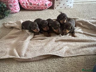 Miniature Dachshund dogs Chocolate & tan miniature dachshunds - Advert 4
