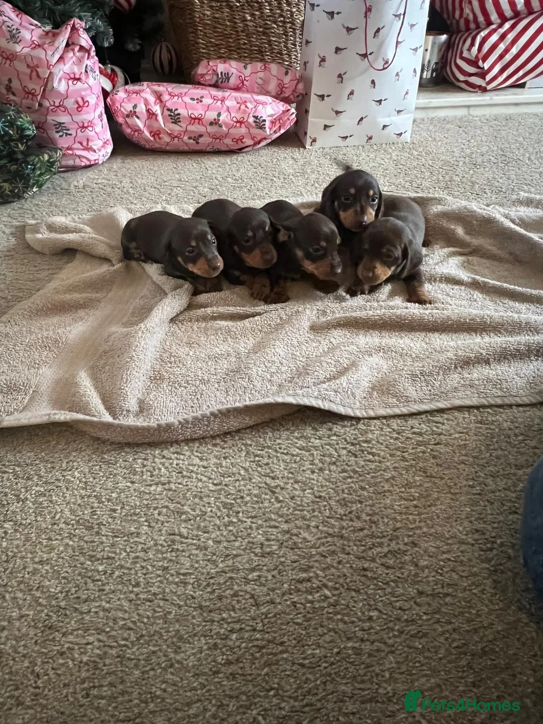 Miniature Dachshund dogs for sale: ONLY 3 LEFT miniature dachshunds - Advert 1