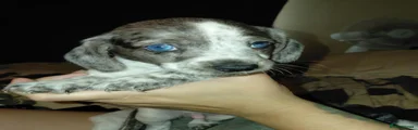 DAXI  1