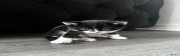 Mixed Breed cats for sale: Six Adorable Playful Kittens Looking For Homes - Advert 7