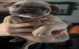 Mixed Breed dogs for sale: 2 Beautiful female Frenchie/Staffie pups  - Image 8