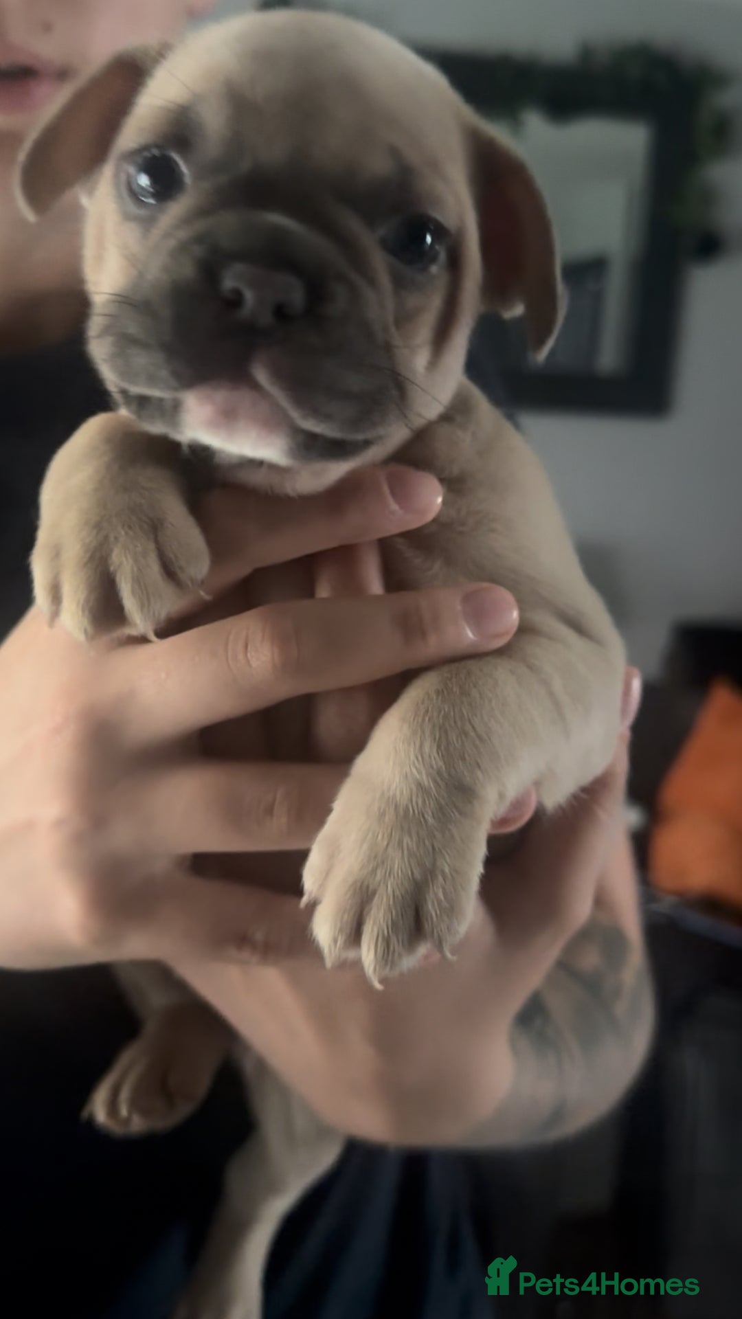 Mixed Breed dogs for sale: 2 Beautiful female Frenchie/Staffie pups  - Image 8