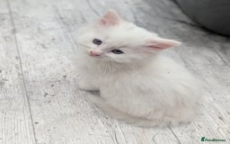 Mixed Breed cats for sale: Premium kittens for sale - Image 18