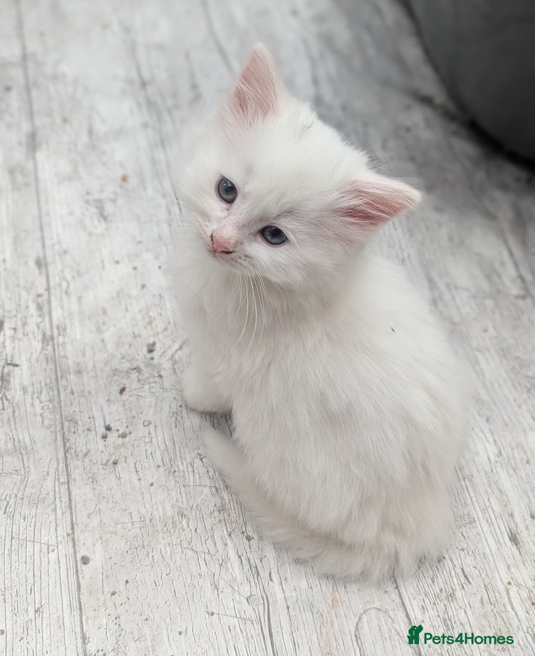 Mixed Breed cats for sale: Premium kittens for sale - Image 18
