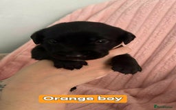 Borador dogs for sale: Beautiful borador puppies. - Image 7