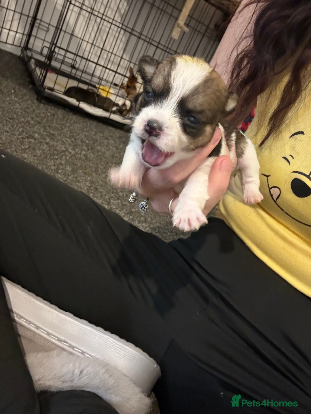 Mixed Breed dogs for sale: Miniature pinscher crossed Shih Tzu  - Advert 8