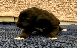 Mixed Breed dogs for sale: WOLFADOODLE F1B REVERSE. IRISH WOLFHOUND X  - Advert 15