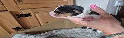 Jack Russell dogs for sale: Jack Russell puppies  - Advert 6