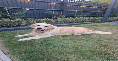 Golden Retriever dogs - Advert 12