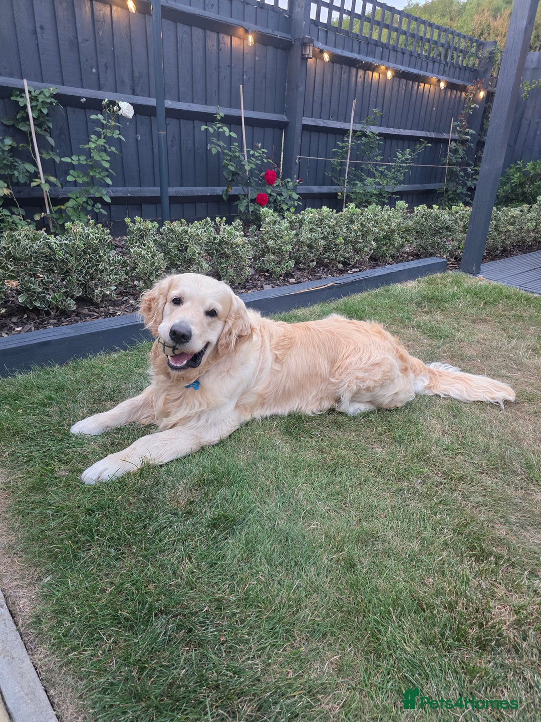 Golden Retriever dogs for stud: Enzo KC registered Stud dog  - Image 2