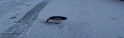 English Springer Spaniel dogs for sale: Female Springer Spaniel pup - Advert 4