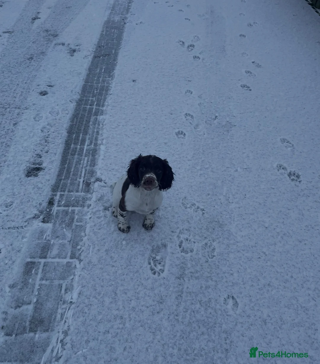English Springer Spaniel dogs for sale: Female Springer Spaniel pup - Advert 4