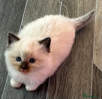 Ragdoll cats Pedigree Ragdoll babies - Advert 13