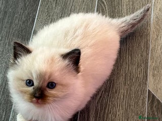 Ragdoll cats Pedigree Ragdoll babies - Advert 1