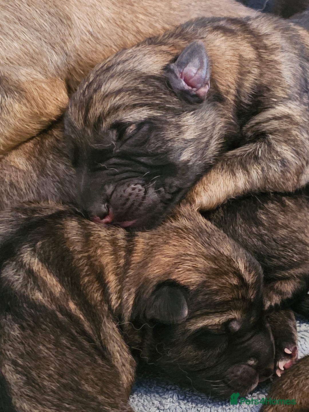 Mixed Breed dogs for sale: German Shepherd x Akita puppies - 4 females left - Advert 9