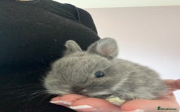 Netherland Dwarf rabbits for sale: Stunning pure bred Netherlands dwarf kits  - Image 12