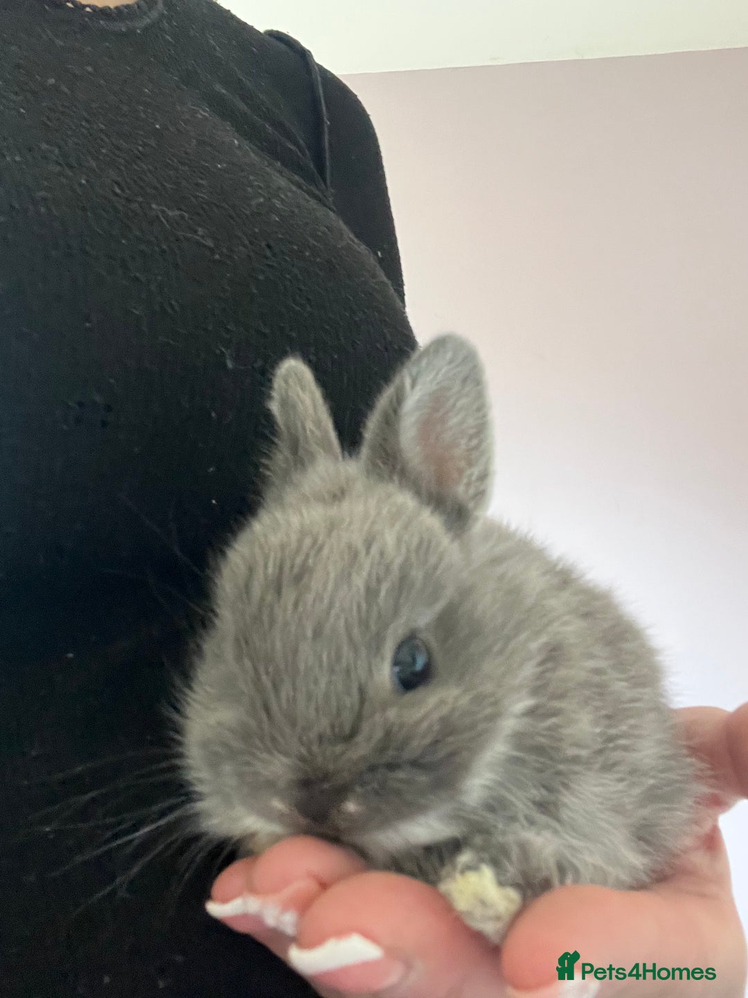 Netherland Dwarf rabbits for sale: Stunning pure bred Netherlands dwarf kits  - Image 12