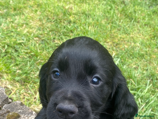 Cocker Spaniel dogs Kennel club registered cocker puppies - Advert 2