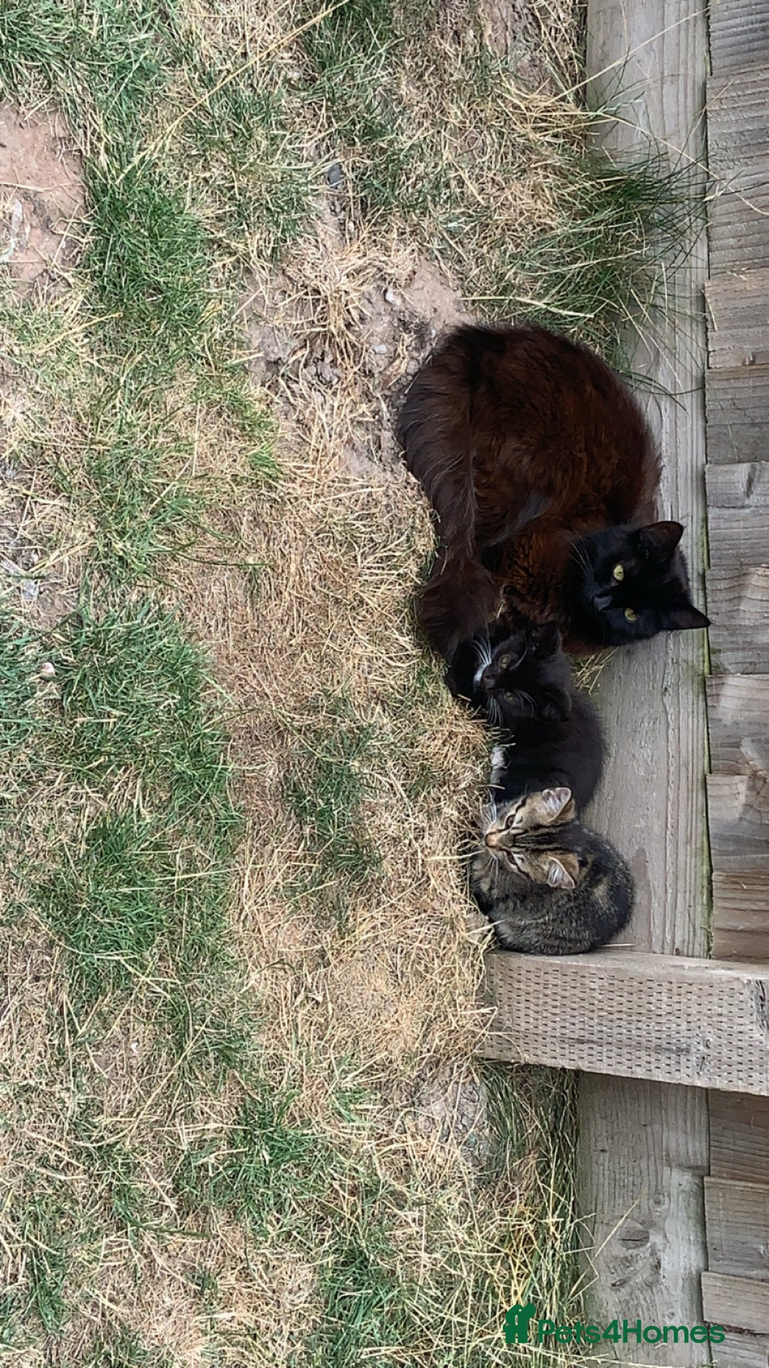 Brazilian Shorthair cats for sale: Kitten for sale! - Image 3