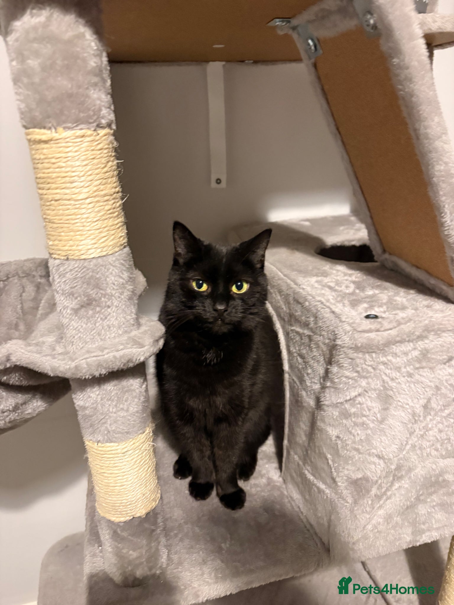 British Shorthair cats Charli  - Advert 1