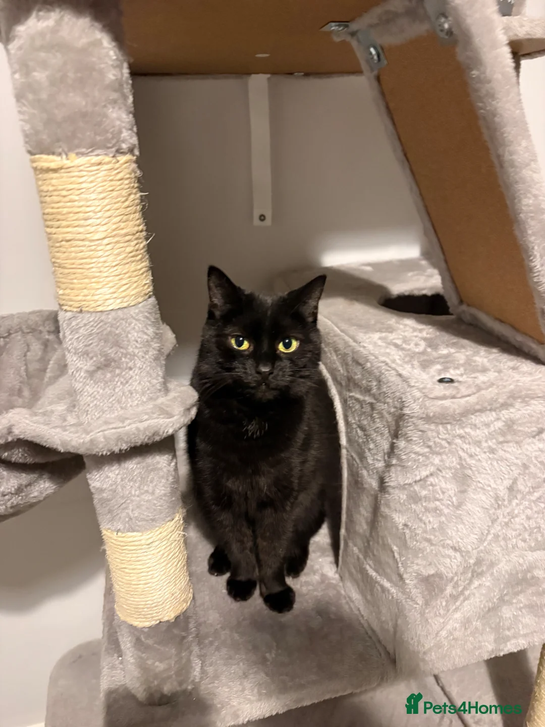 British Shorthair cats for sale: Charli  - Advert 1