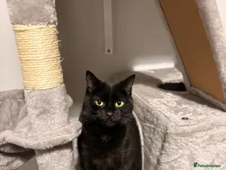 British Shorthair cats Charli - Advert 1