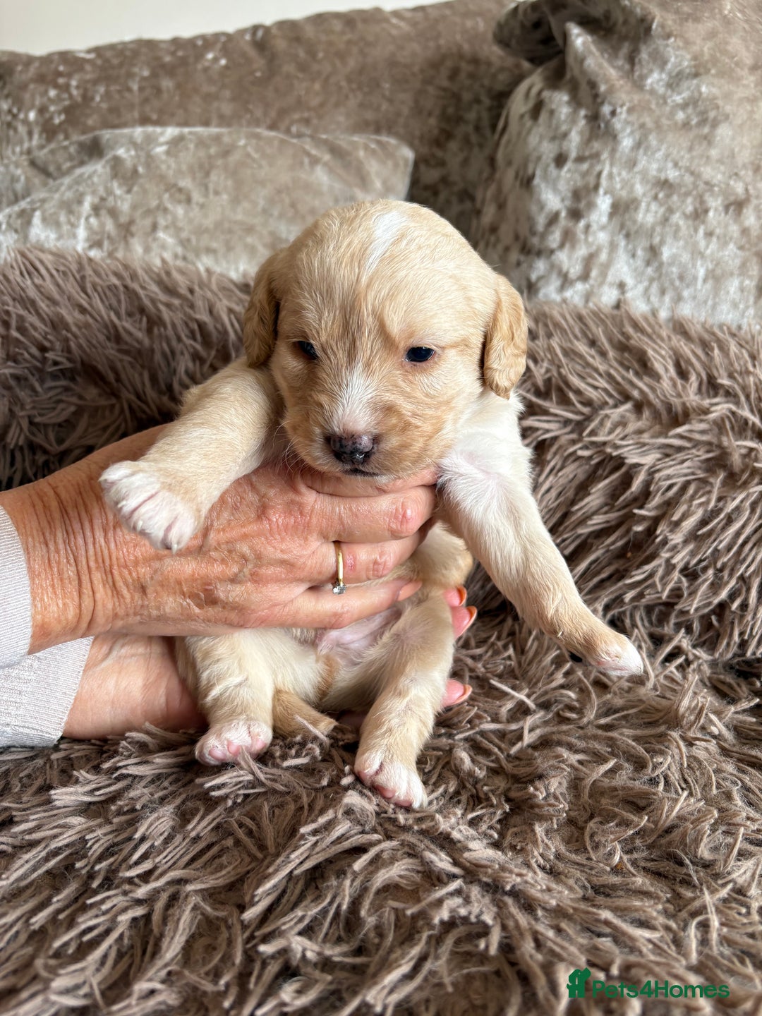 Labradoodle dogs for sale: Miniature Labradoodle Pups - Image 24