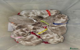 French Bulldog dogs for sale: French Bulldog Visual fluffies - Advert 36