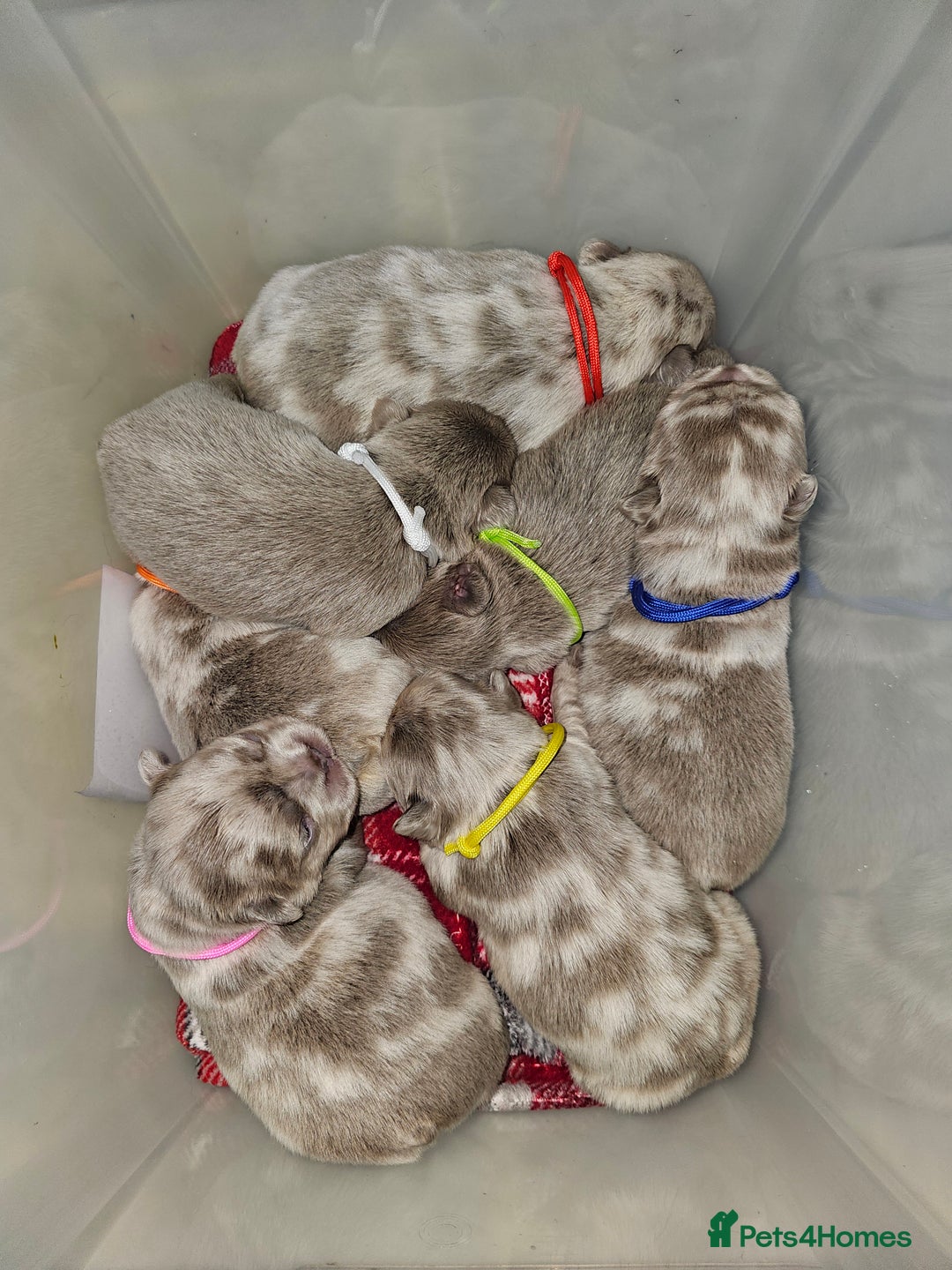 French Bulldog dogs for sale: French Bulldog Visual fluffies - Advert 36