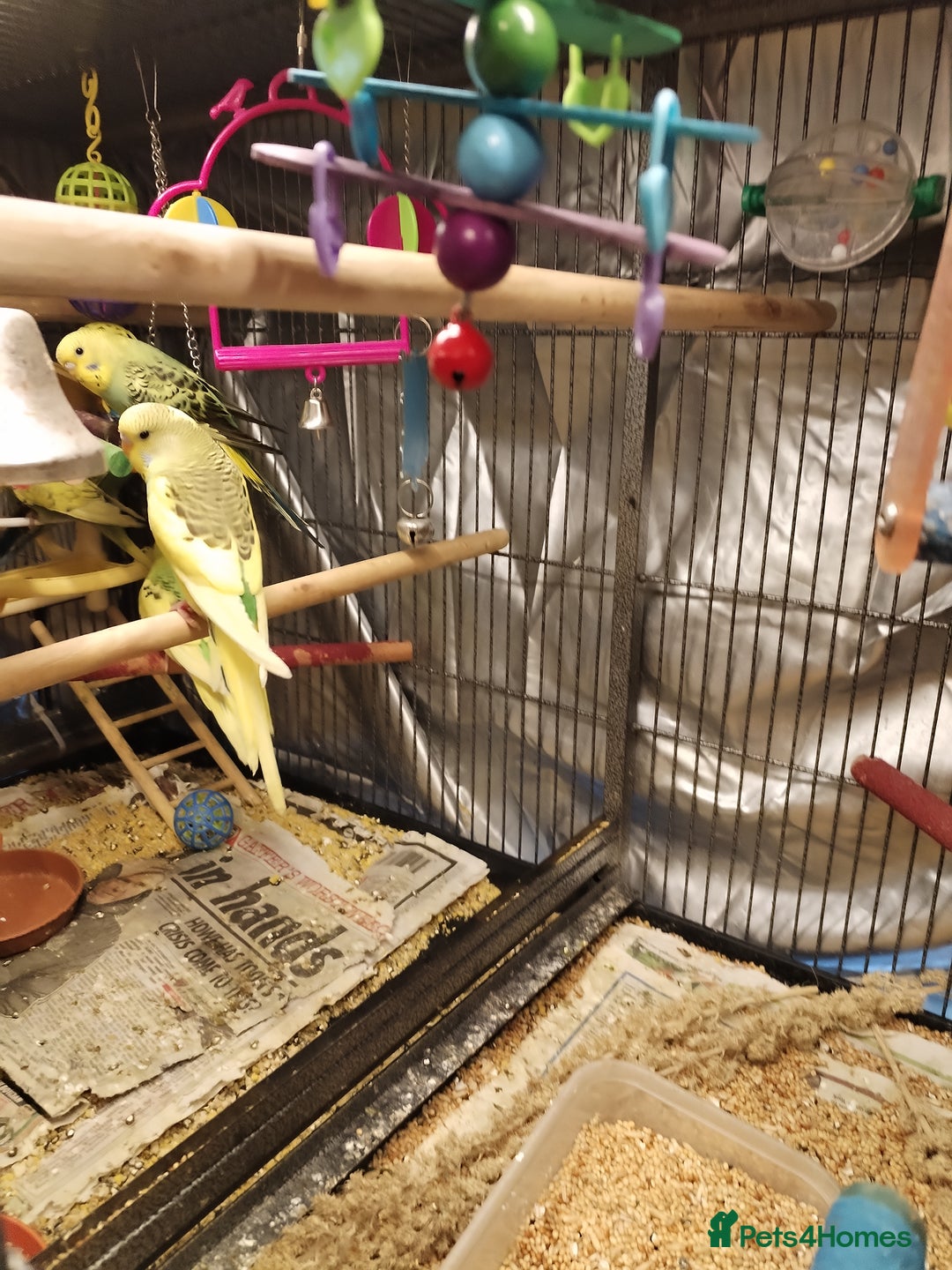 Budgerigars birds for sale: Beautiful baby budgies  - Advert 7