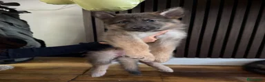German Shepherd 2
