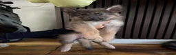 German Shepherd dogs for sale: RARE Isabella + Blue Alsatian  - Advert 11