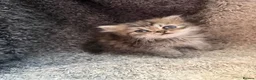Persian cats for sale: Stunning Golden Shaded Persian Kitten🌟Teddy Bear - Advert 5