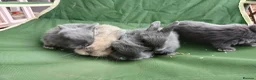 Mini Lop rabbits for sale: Beautiful mini lops  - Advert 16