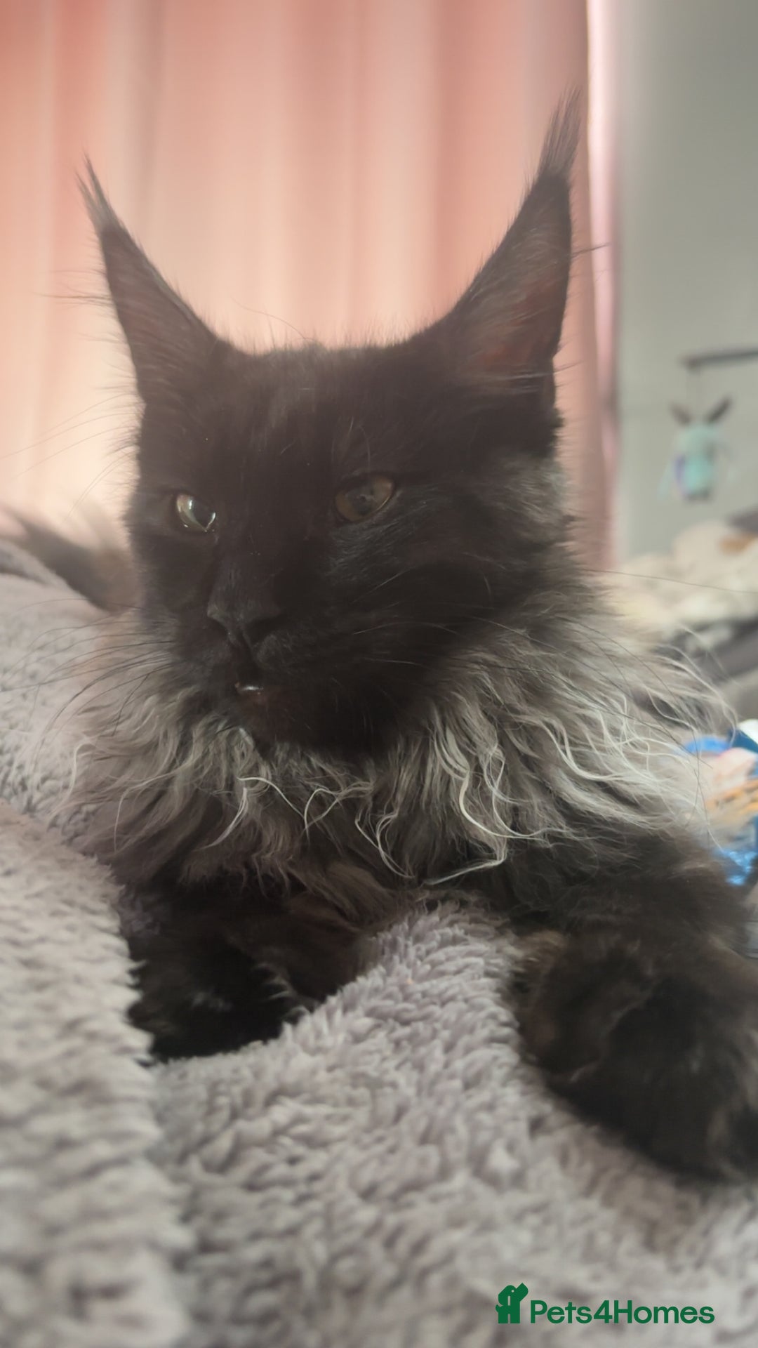Maine Coon cats for sale: beautiful mainecoon sisters  - Image 7