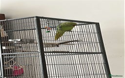 Ringnecks birds for sale: 2 indian ringneck  - Image 3
