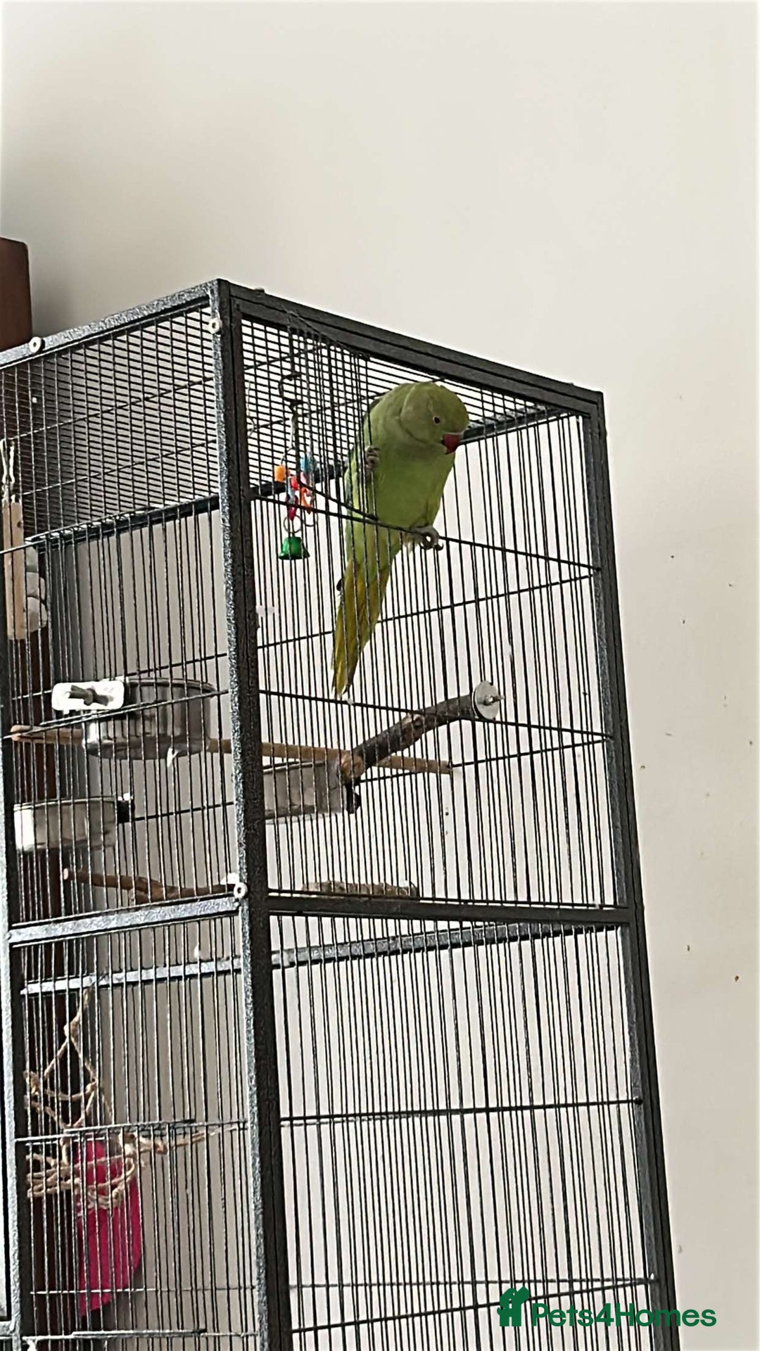Ringnecks birds for sale: 2 indian ringneck  - Image 3