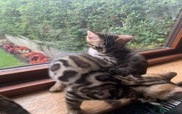 Bengal cats for sale: Bengal kittens - Image 9