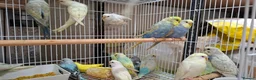 Budgerigars birds for sale: Budgies for sale Birmingham  - Advert 17