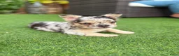 French Bulldog dogs for sale: Fluffy French bulldog puppies  - Advert 5