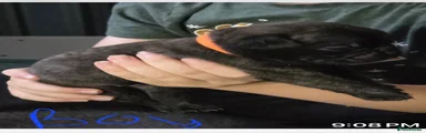 Boy