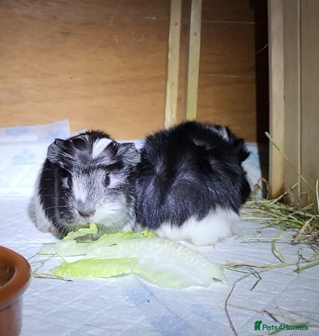 Guinea Pig rodents for sale: Male Guinea Pig - Image 1
