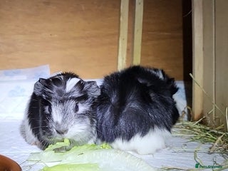 Guinea Pig rodents - Advert 3