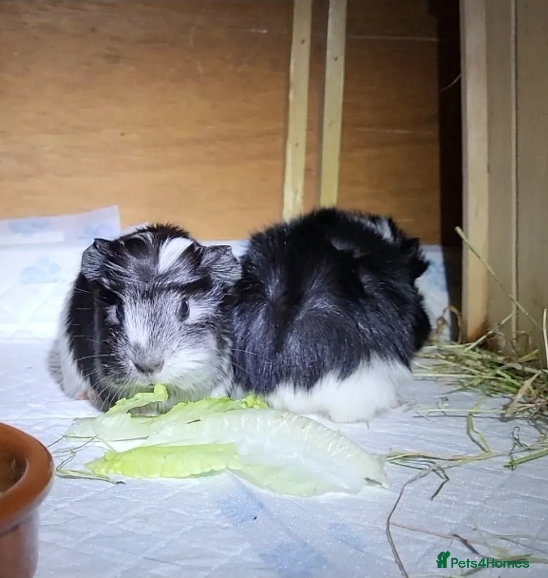 Guinea Pig rodents for sale: Male Guinea Pig - Advert 1