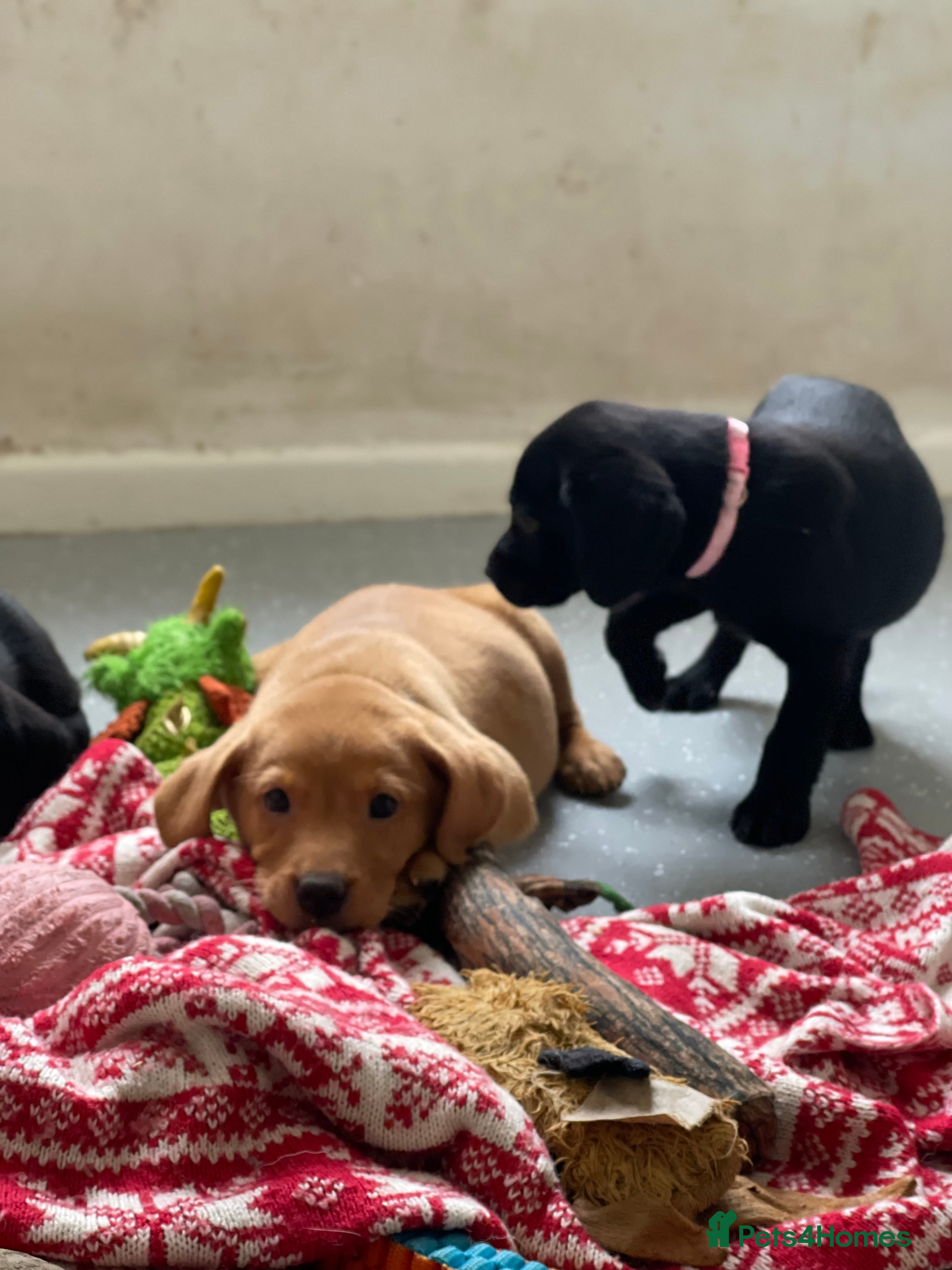 Labrador Retriever dogs Beautiful KC Labrador Pups - Advert 2