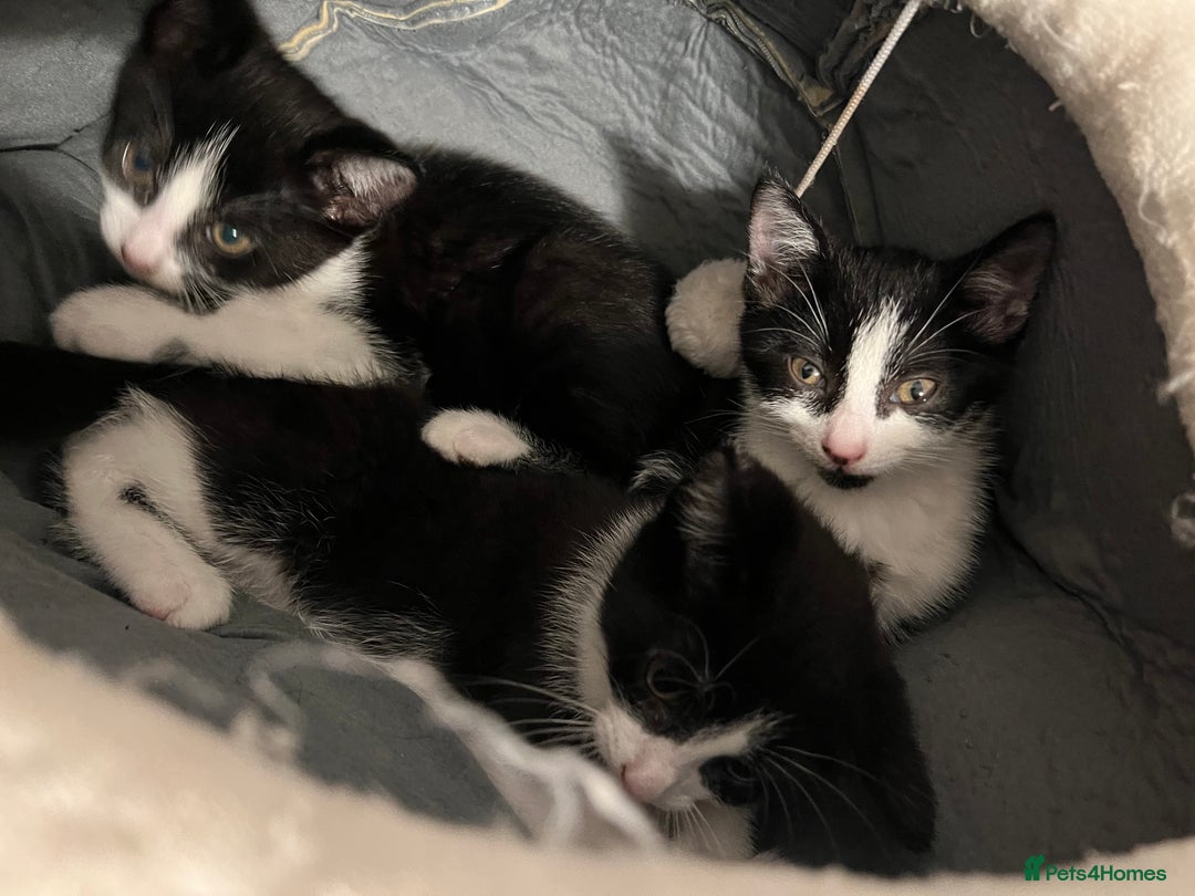 Mixed Breed cats for sale: Two male black white kittens  - Image 3