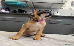 Staffordshire Bull Terrier dogs for sale: Beautiful Staffy pups  in Shrewsbury - Image 12