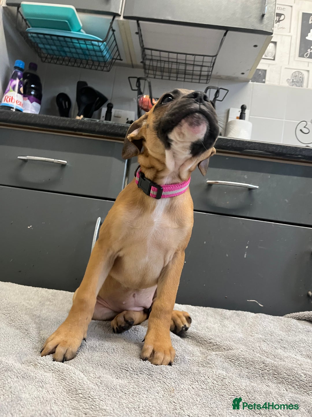 Staffordshire Bull Terrier dogs for sale: Beautiful Staffy pups  in Shrewsbury - Image 12